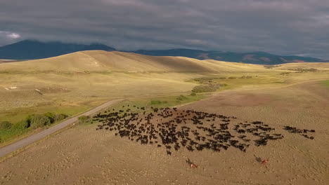 Increíble-Antena-Sobre-Un-Arreo-De-Ganado-Occidental-En-Las-Llanuras-De-Montana-6