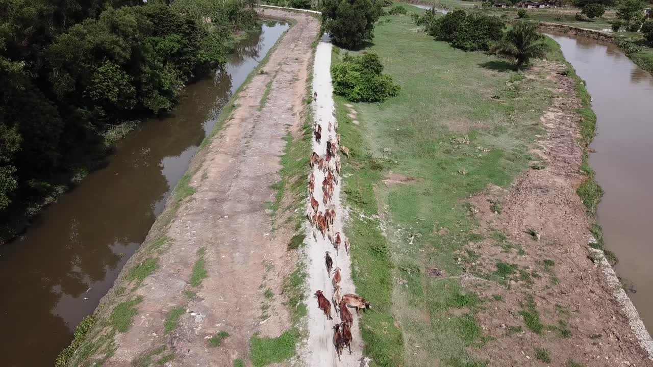 drone disparó mirar hacia abajo un grupo de vacas caminan en el lado rural del país