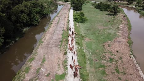 Disparo-De-Un-Dron-Mira-Hacia-Abajo-Un-Grupo-De-Vacas-Caminan-En-El-Campo-Rural