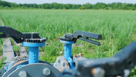 drip irrigation system. water saving drip irrigation system being used in a young carrot field. worker opens the tap.