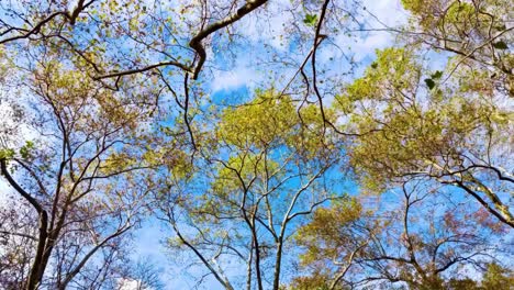 A-casual-walk-through-central-park-in-NYC-looking-at-the-trees-with-their-yellow-leaves