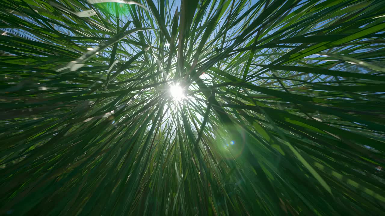 Swaying grass blades shifting in meadow breeze moving grass revealing sun lens flare clear blue sky