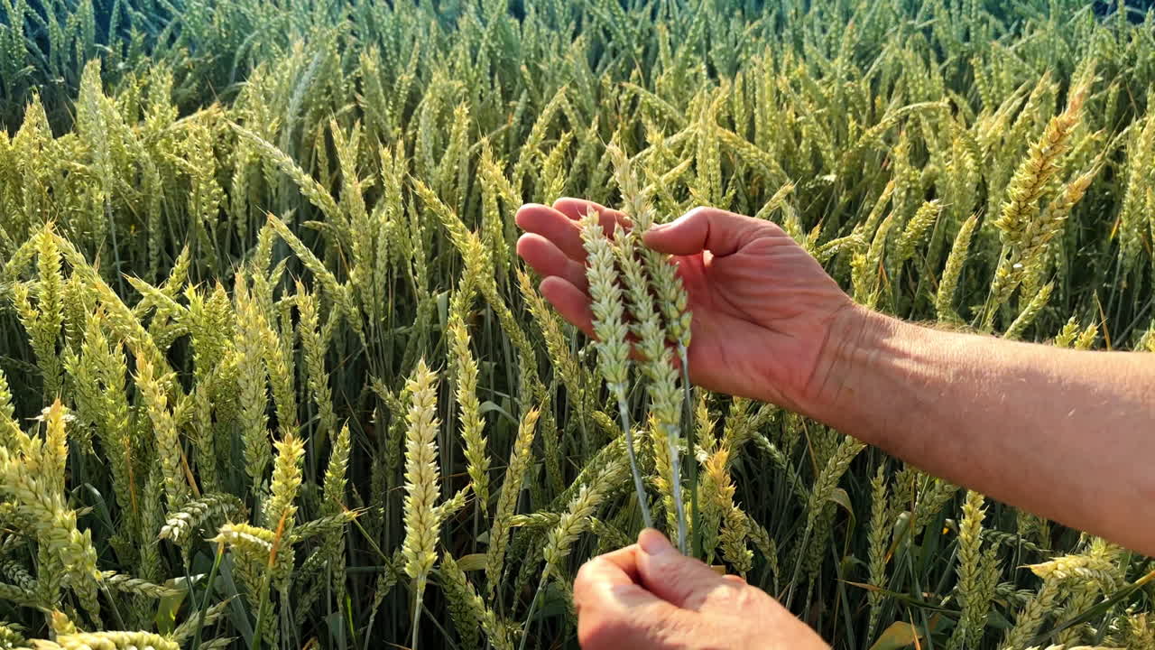 Male hands holding green ears of wheat. Field of unripe corn waving in the wind at backdrop.