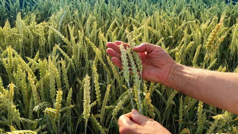 male hands holding green ears of wheat. field of unripe corn waving in the wind at backdrop.