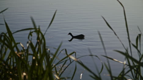 duck swimming on a lake with grass in foreground