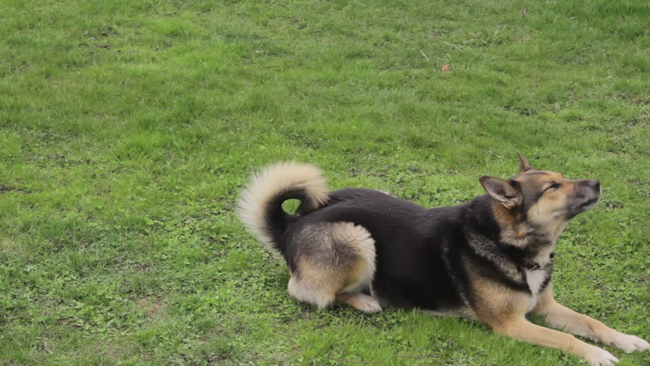 집에서 기르는 반려견의 나쁜 무는 습관 없애기
