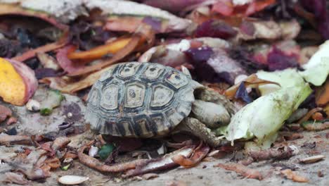 tortuga bebé comiendo vegetales en el suelo