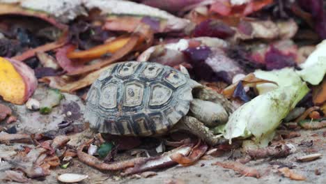 baby tortoise eating vegetable on the ground