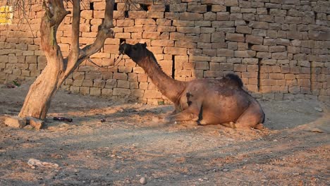 alone camel abandoned by its owner tied to a tree trying to get rest, tired of standing