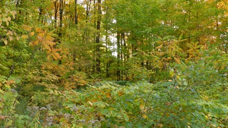 Bright-autumn-foliage-on-trees-in-conservation-area