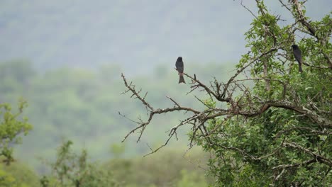 Fork-Tailed-Drongo-birds-perch-on-dry-African-tree-branch,-copy-space