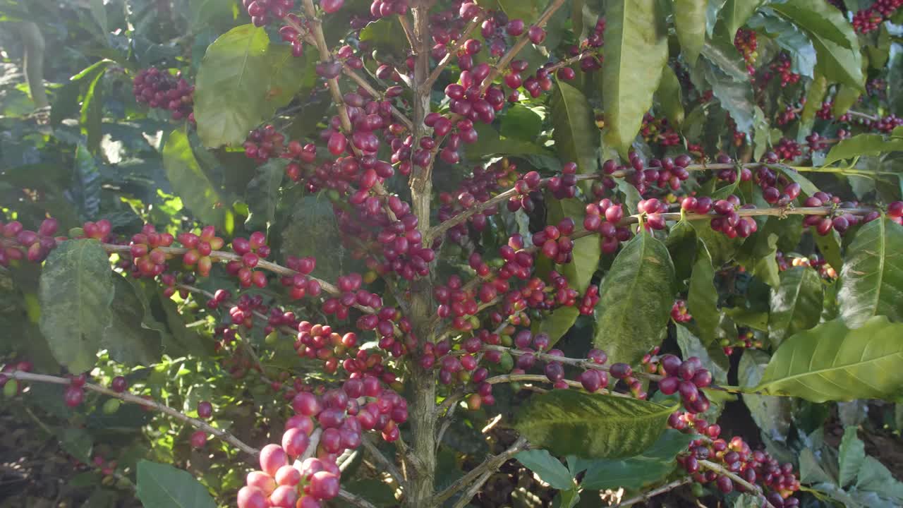 una planta de café llena de granos de café maduros rojos en un campo ventoso