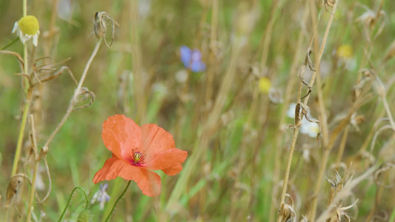 En levende rød valmueblomst bevæger sig blidt i brisen blandt slørede engplanter.