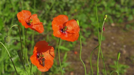 Flores-De-Amapola-Roja-En-El-Jardín-Con-Abeja-Recolectando-Néctar,-Cámara-Lenta