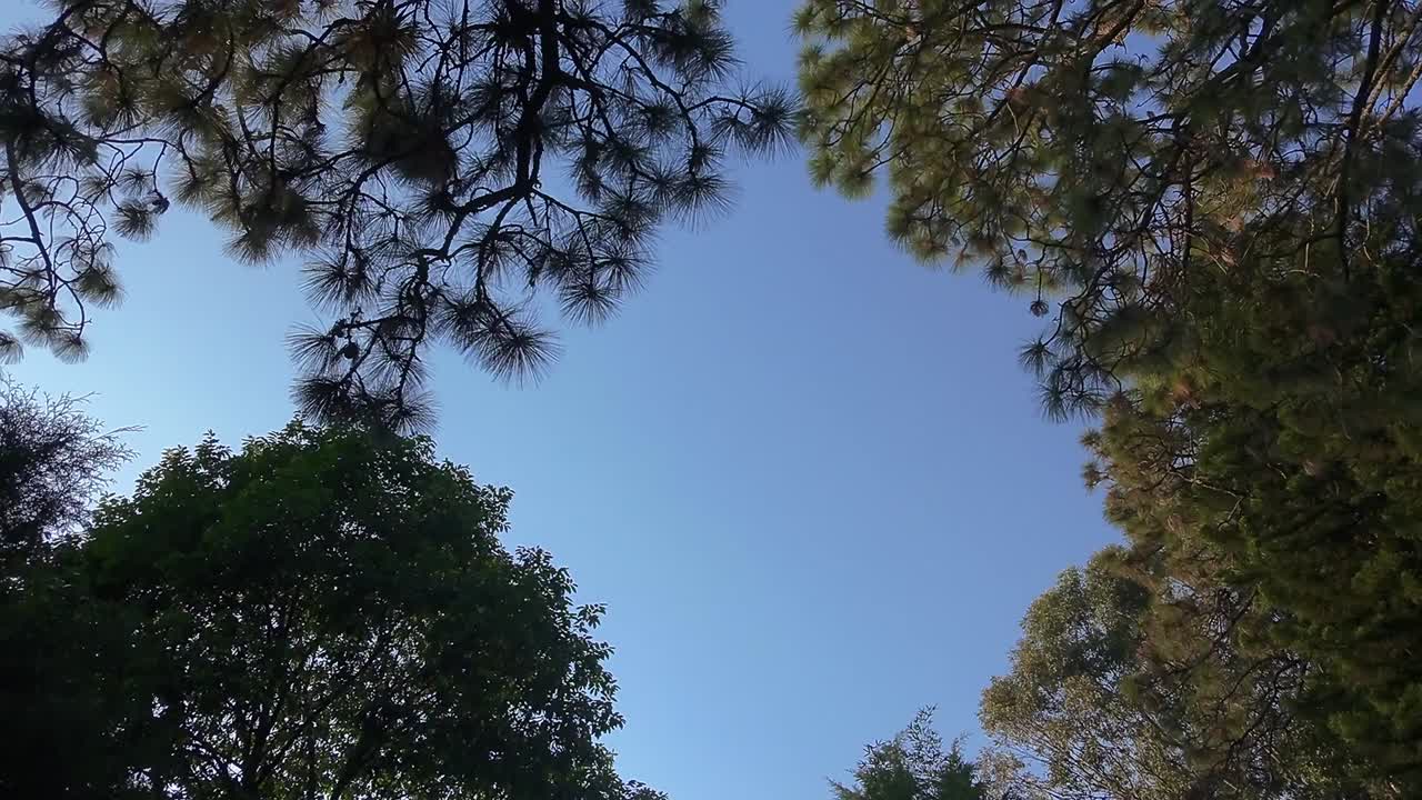 Tall pine trees form a natural frame around a clear blue sky, showcasing the beauty of nature from a ground-up perspective. The scene captures the tranquility and majesty of the forest canopy