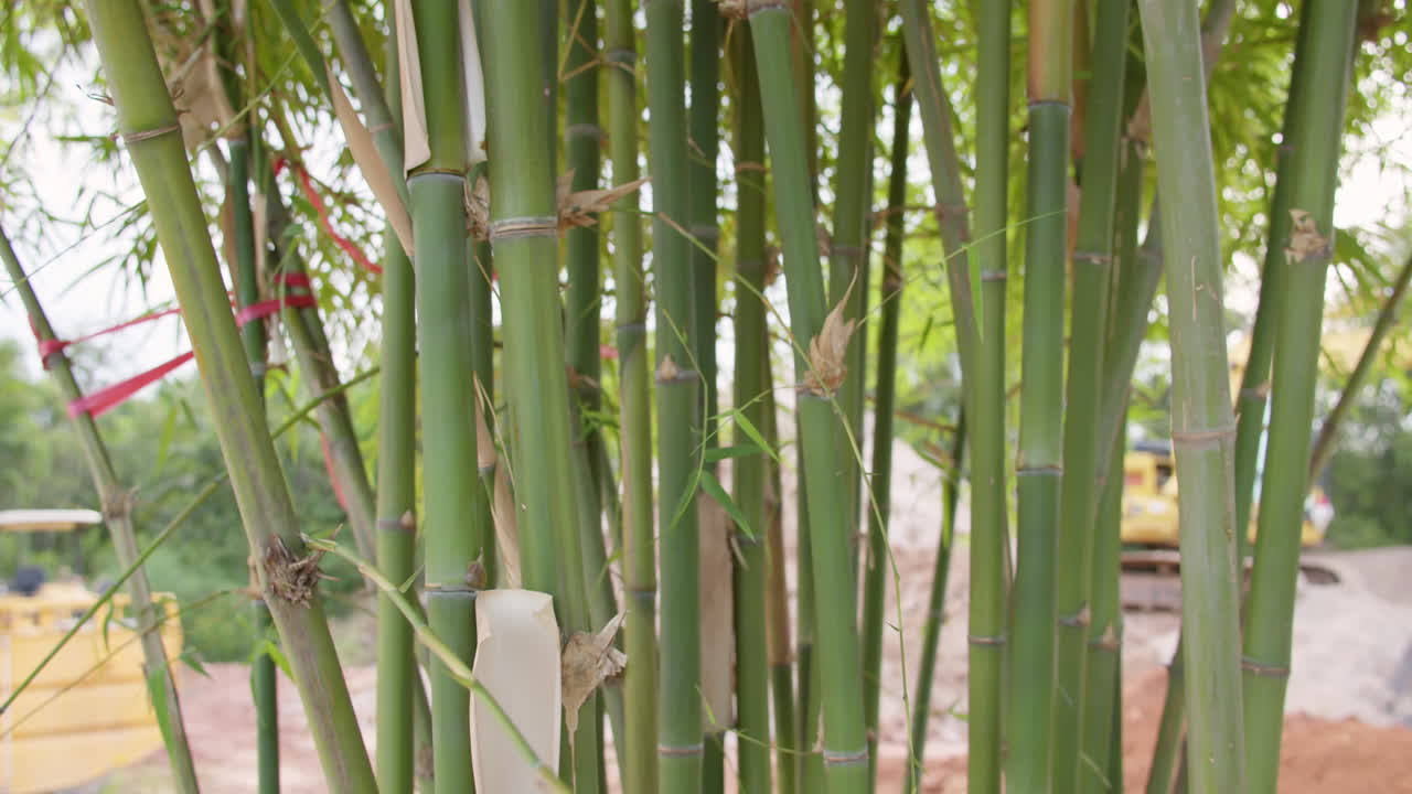 A vivid depiction of bamboo growth amidst an urban construction site showcasing nature's resilience