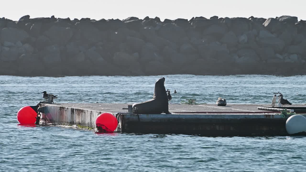 Un leone marino riposa su un piccolo pontile galleggiante con boe rosse e bianche in acque costiere calme vicino a una diga frangiflutti rocciosa a Laguna Beach, California