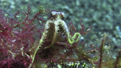 有毒的<unk>章魚 (poison ocellate octopus) 也稱為單環章魚 (single-ringed octopus), 在白天在沙底的紅色海藻中移動, 近距離拍攝