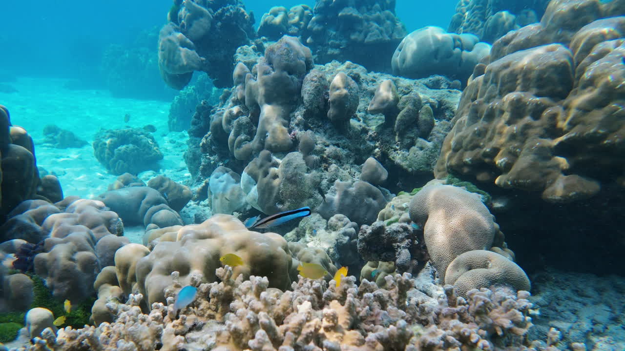 Scopri la straordinaria vita marina e le colorate formazioni coralline che prosperano sott'acqua