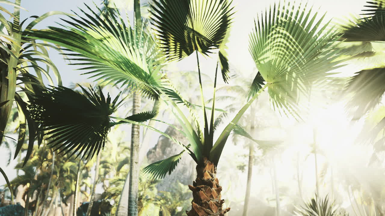 Lush tropical oasis illuminated by soft sunlight filtering through palm leaves