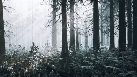 Bosque-Mágico-De-Diciembre-Con-Luz-De-Rayos-Solares