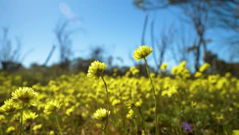 ángulo bajo de inclinación de flores perennes nativas amarillas que se balancean suavemente, australia occidental