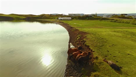 witness the majestic presence of icelandic horses in awe-inspiring landscapes, all from a unique aerial perspective