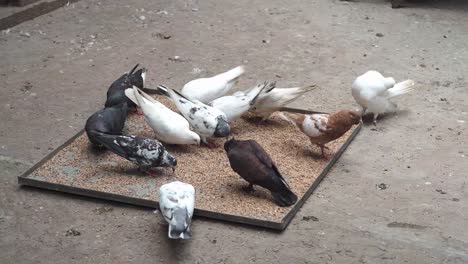 las palomas comiendo grano