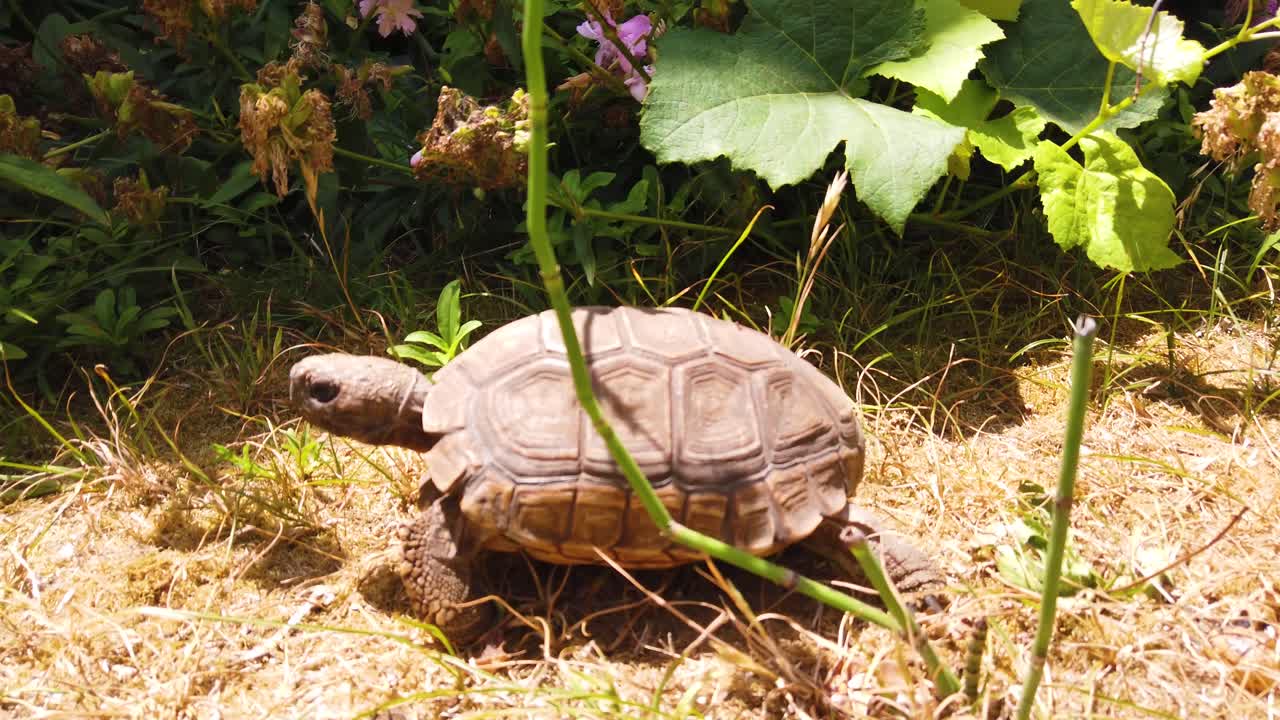Close up shot at walking old tortoise in a garden with pink flowers