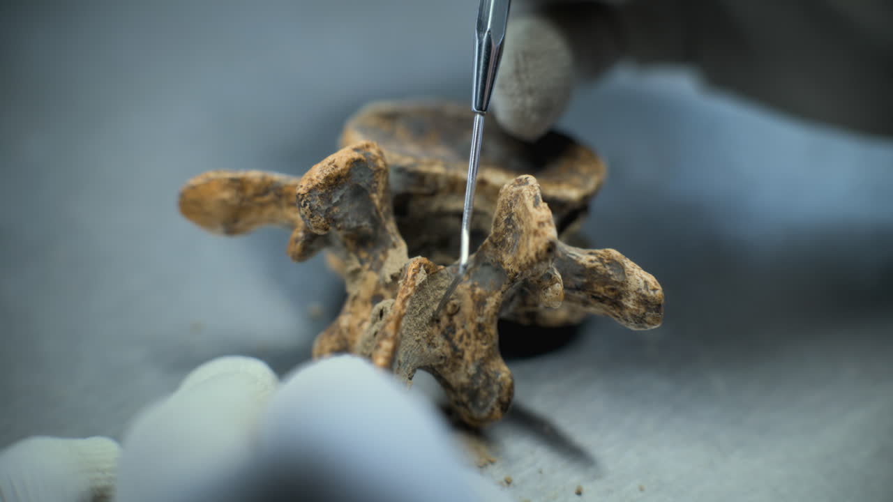 preparación de la columna vertebral fósil