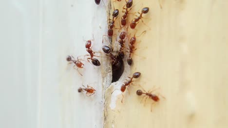 Macro-lens-captures-ants-entering-and-exiting-a-hole-in-the-center-of-the-image-on-a-yellow-column