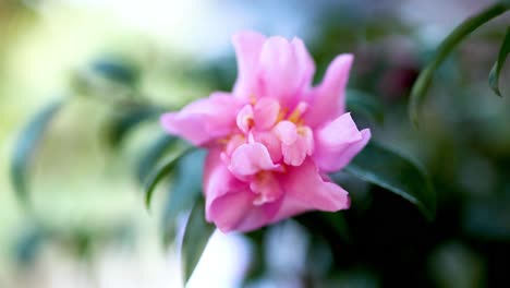 close-up of a pink flower in bloom