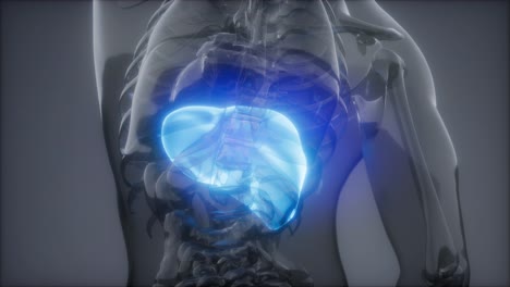 Human-Liver-Radiology-Exam