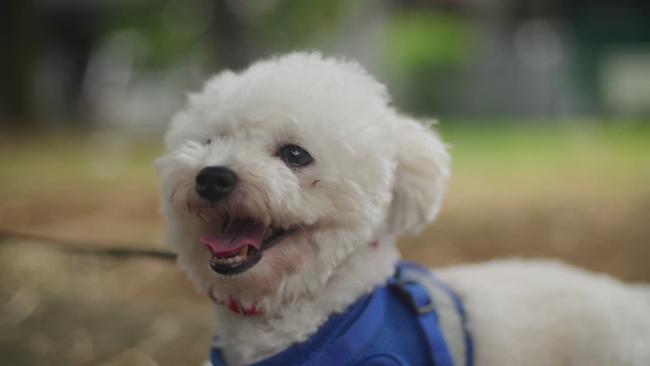 Fluffy white toy poodle dog in a blue harness and red collar outdoors in a park