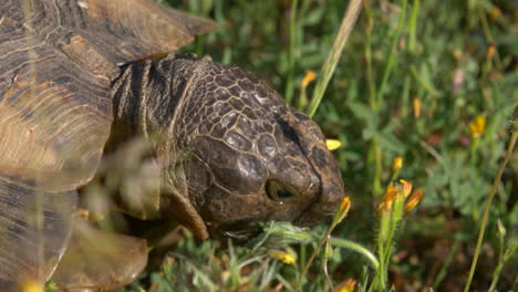 una tortuga mastica un cardo en flor después de salir de la hibernación