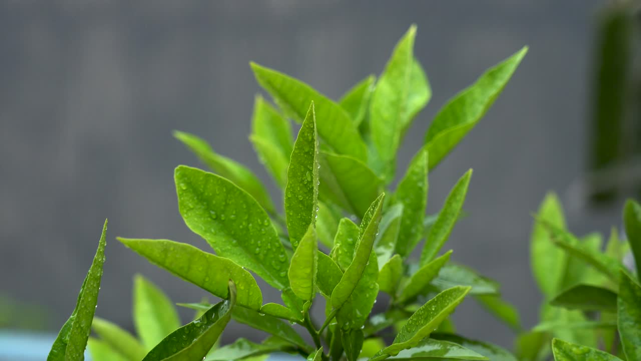 초록색 잎의 클로즈업