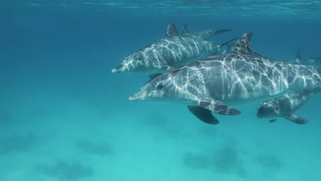 delfines nadando juntos en el arrecife de coral del mar rojo de egipto