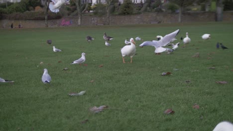A-Goose-attacted-by-Seaguls