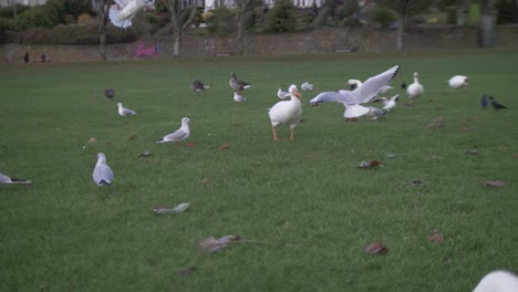 un ganso atacado por gaviotas