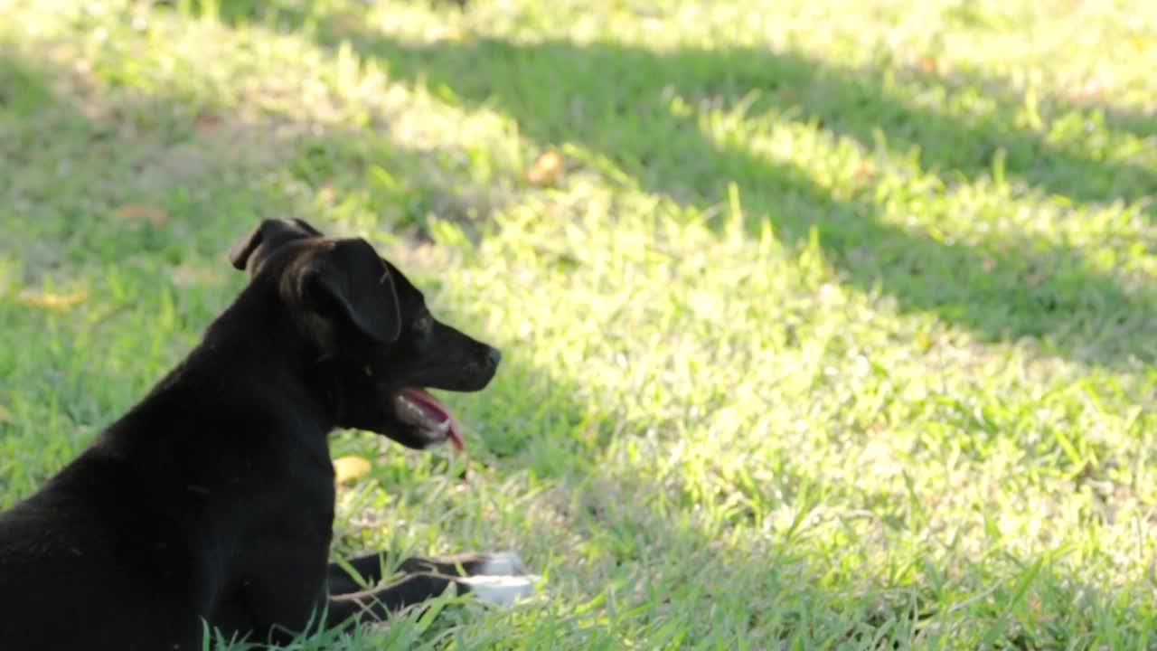 Adorable Puppies Playing On Green Grass Of Park In Summer. - close up, handheld