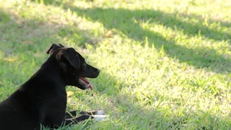 adorable puppies playing on green grass of park in summer. - close up, handheld