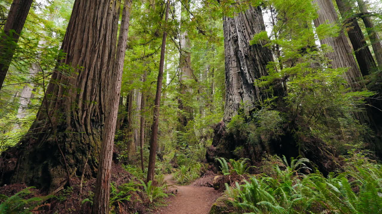 Peaceful journey through the majestic redwood forest trails