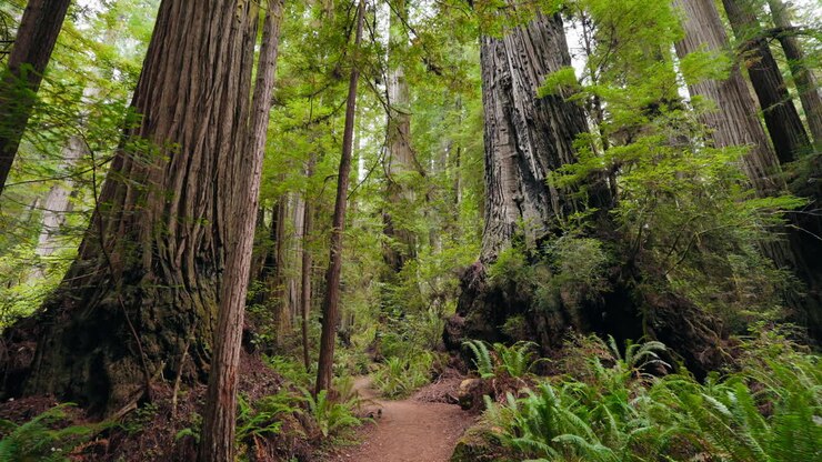 Peaceful journey through the majestic redwood forest trails