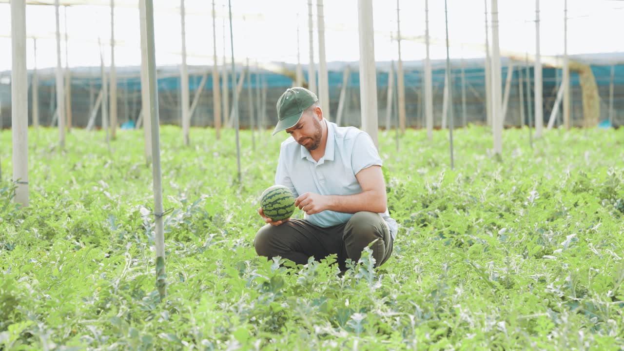 Farmer examining watermelon growth in greenhouse