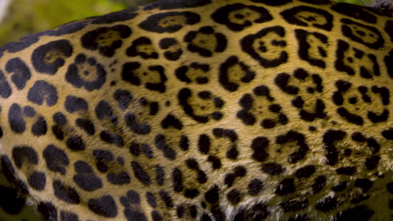 un gran jaguar caminando frente a la cámara