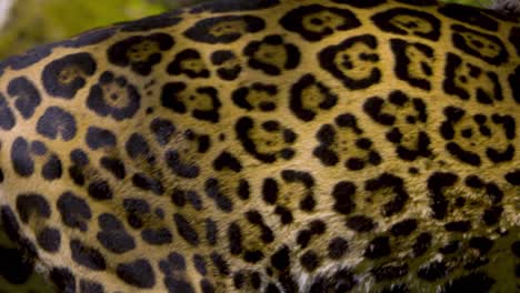 un gran jaguar caminando frente a la cámara
