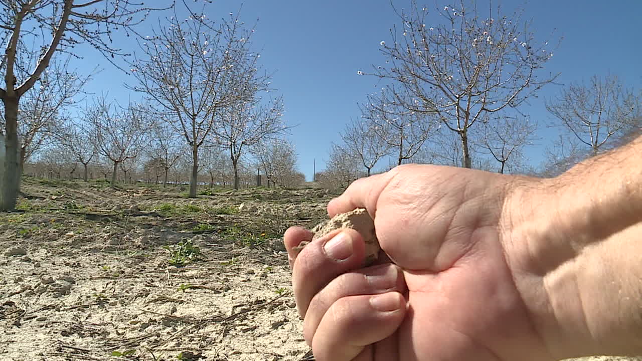 Almond Orchard in Spring with Dry Land
