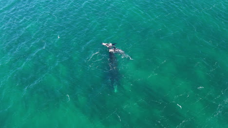 Aerial footage capturing majestic blue whale gliding gracefully through the crystal-clear waters of Puerto Madryn, Argentina. Shot on 4K at 60fps.