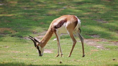 Dorcas-Gazelle,-Gazella-dorcas-neglecta-grazing-in-the-meadow