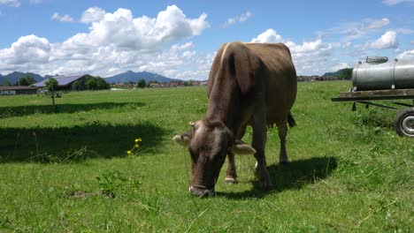 pastos de vacas en los alpes